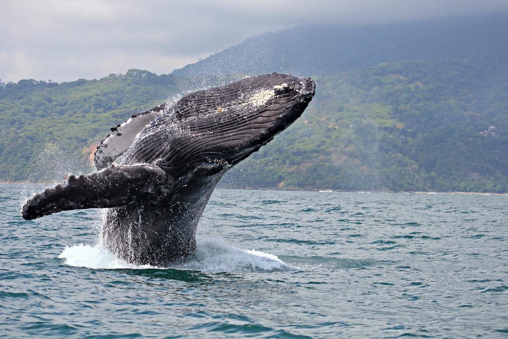 Marino Ballena – Costa Rica