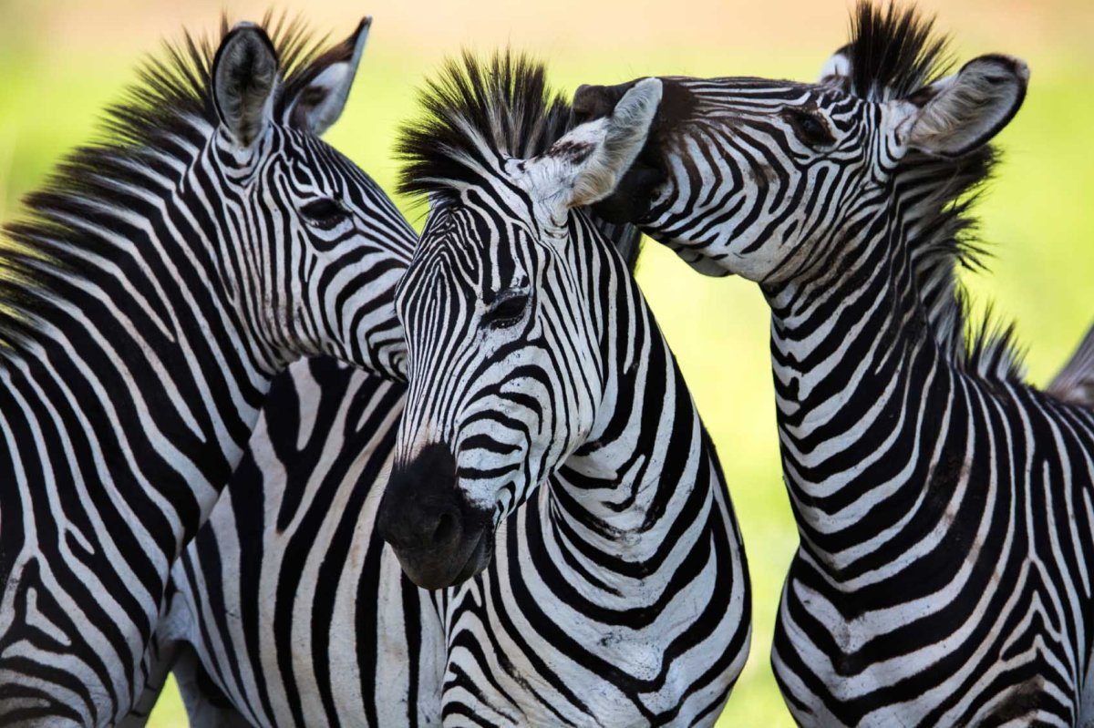 Nakuru-See – Tansania & Kenia: Höhepunkte mit Sansibar