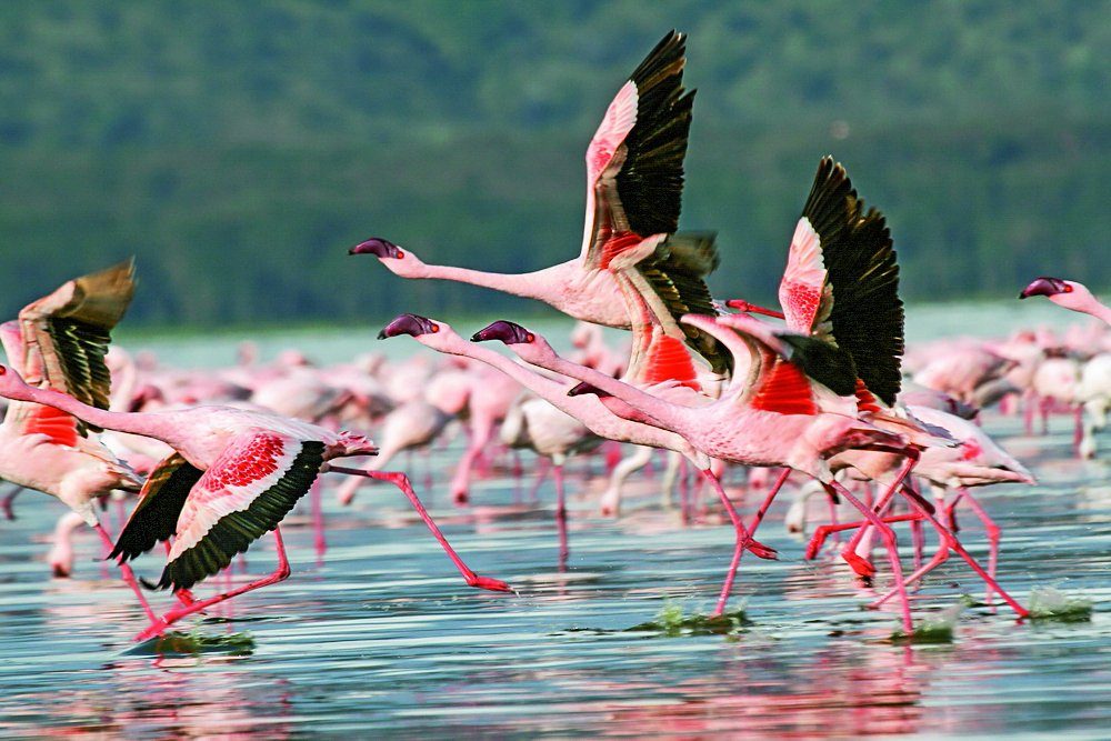 Masai-Mara-Nationalpark – Tansania & Kenia: Höhepunkte mit Sansibar