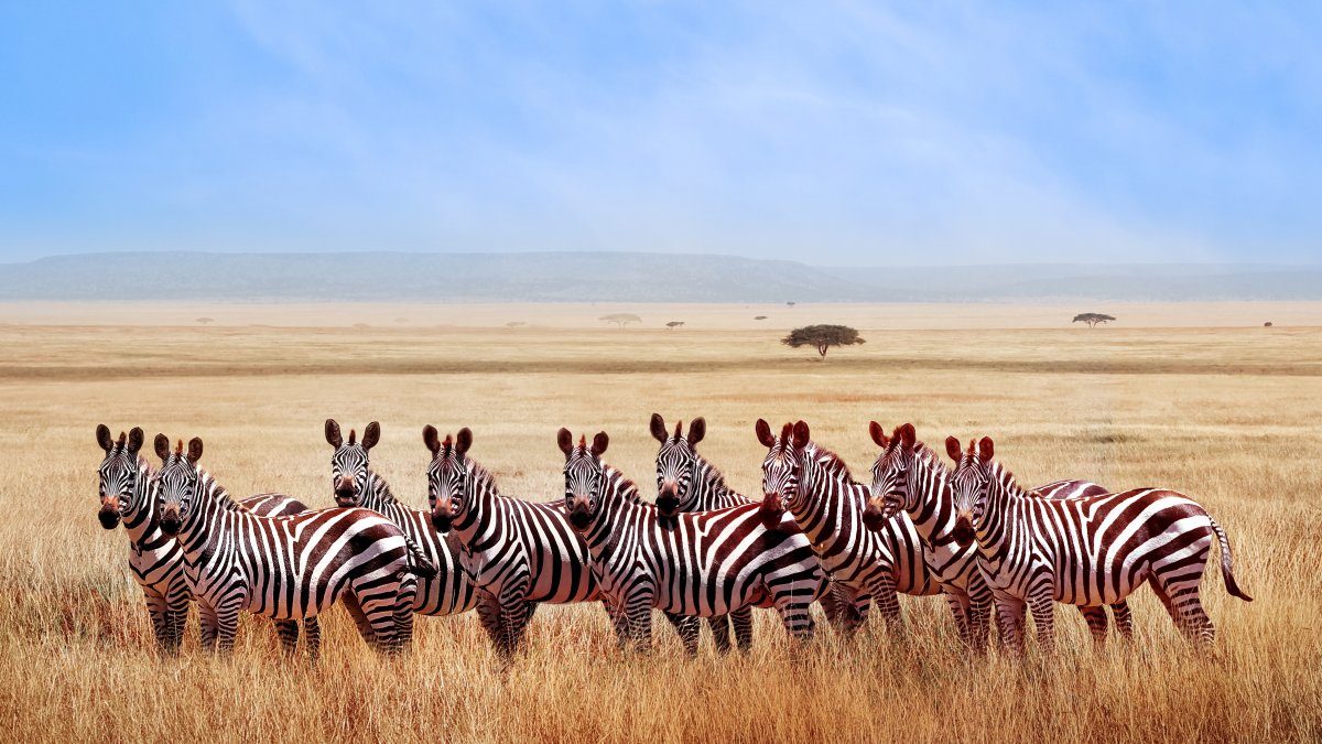 Auf nach Tansania! – Tansania & Kenia: Höhepunkte mit Sansibar