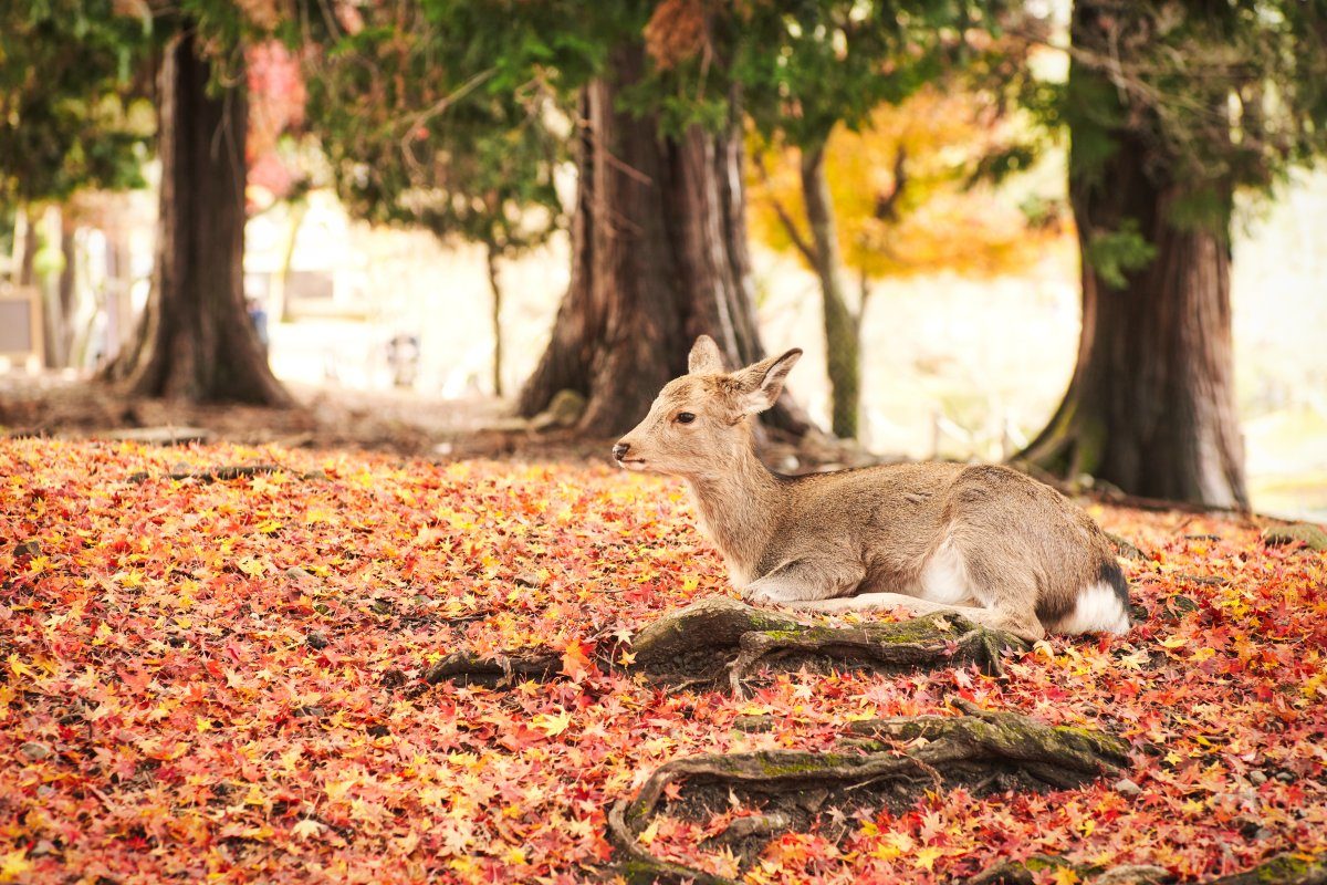 Ausflug nach Himeji – Japan: Impressionen