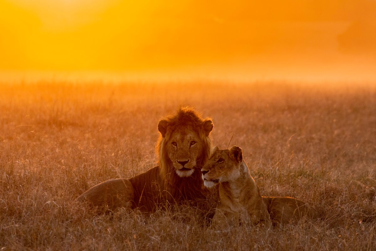 Ngorongoro-Krater – Tansania : zur großen Tierwanderung