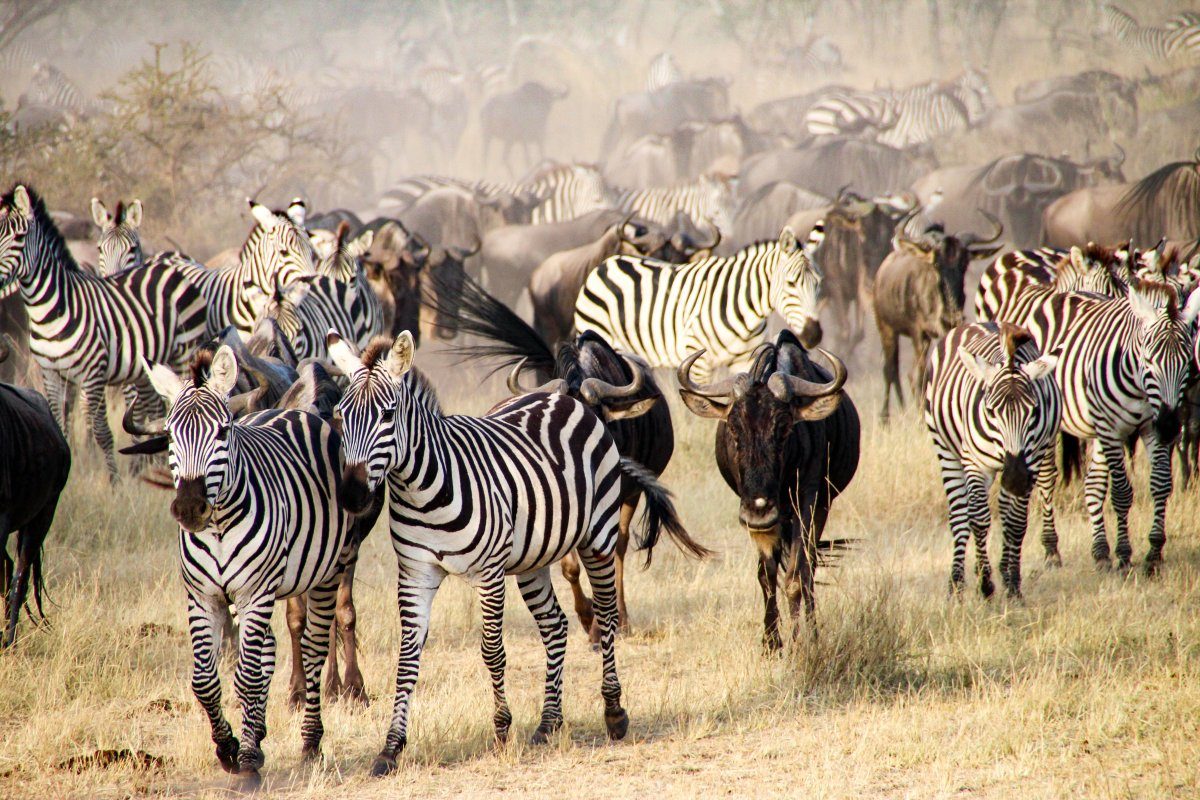 Serengeti – Tansania : zur großen Tierwanderung
