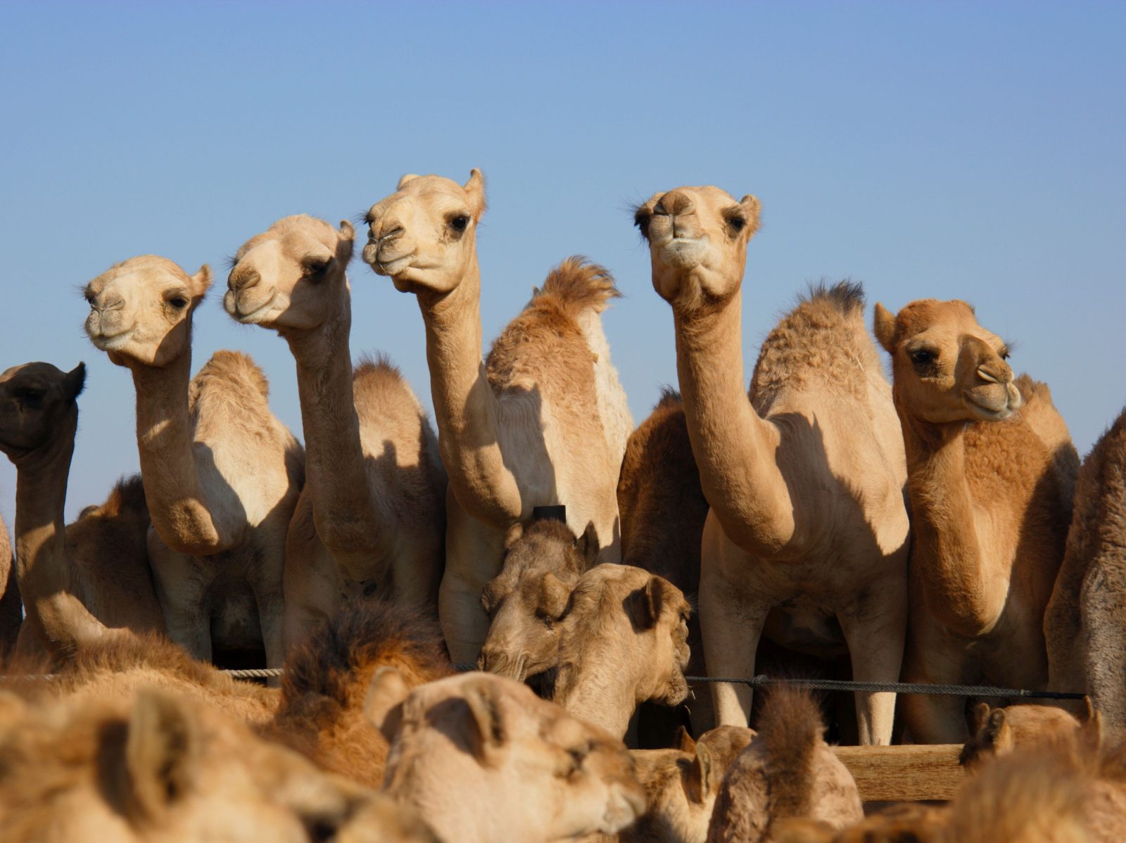 Buraidah – Saudi Arabien: Höhepunkte