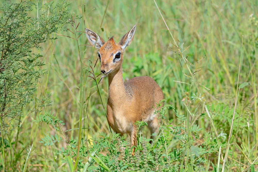 Tarangire-Nationalpark – Tansania: Panorama - über Lushoto bis Saadani