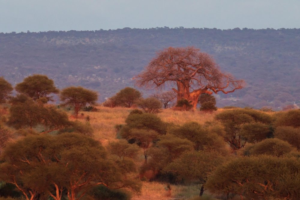 Tarangire – Moshi (Kilimanjaro) – Tansania: Panorama - über Lushoto bis Saadani